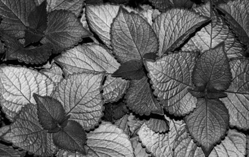 coleus leaves in tones of silver - garden decoration stock pictures, royalty-free photos & images