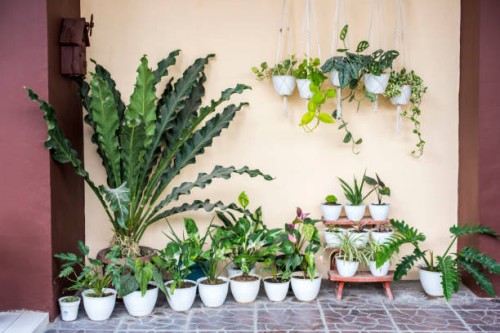 collection of houseplant - garden decoration stock pictures, royalty-free photos & images