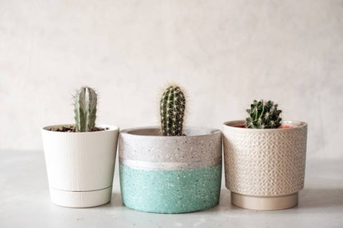 collection of various cactus and succulent plants in different pots. potted cactus house plants on white shelf against white wall. - garden decoration stock pictures, royalty-free photos & images