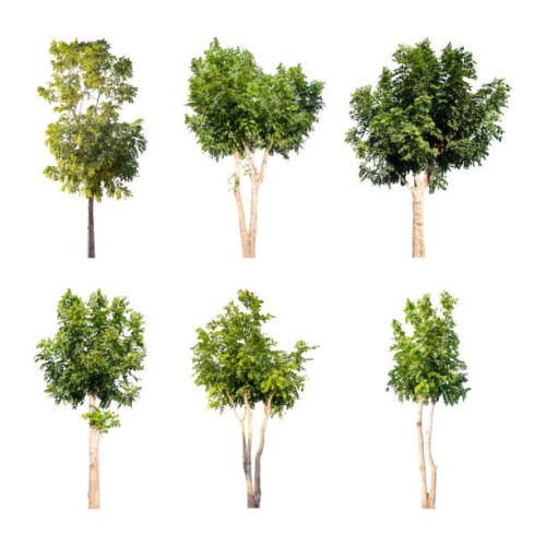 collections green tree isolated on white background, clipping path - garden decoration stock pictures, royalty-free photos & images