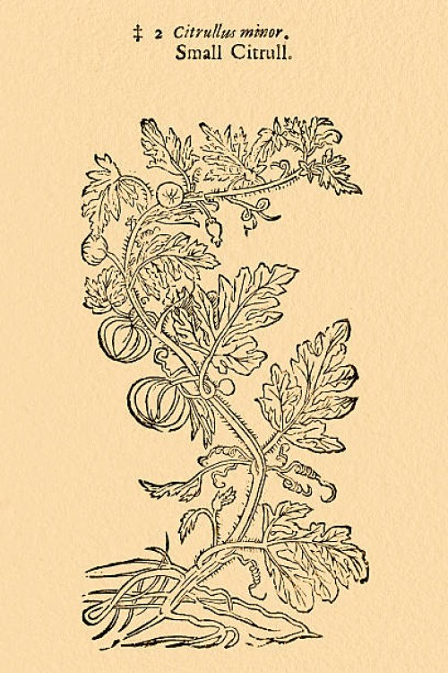 colocynth bitter cucumber, illustration by gerard 1633 - garden decoration stock illustrations