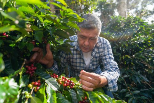 colombiaanse koffieboerderijeigenaar controleert de kwaliteit van zijn bonen - coffee stockfoto's en -beelden