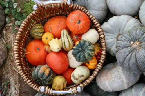 colorful and various shapes organic pumpkins at the farm market - garden decoration stock pictures, royalty-free photos & images