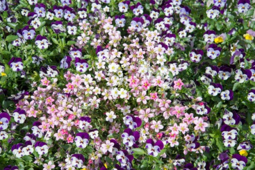 colorful flower background - garden decoration stock pictures, royalty-free photos & images