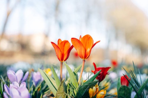 colorful flowers in the spring - garden decoration stock pictures, royalty-free photos & images