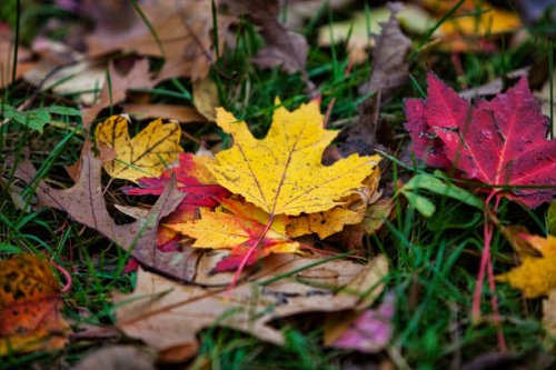 colorful leaves - garden decoration stock pictures, royalty-free photos & images
