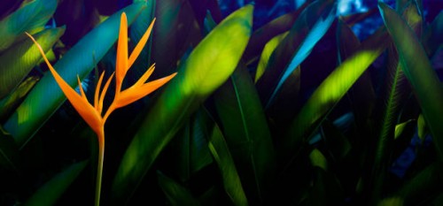 colorful leaves on nature background, beautiful colored tropical leaves - garden decoration stock pictures, royalty-free photos & images
