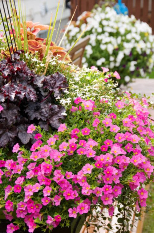colorful pots of flowers in backyard - garden decoration stock pictures, royalty-free photos & images
