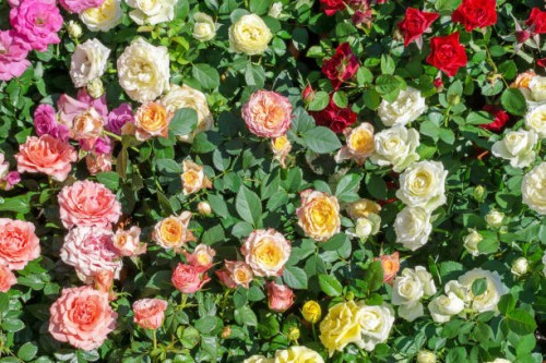 colorful roses - garden decoration stock pictures, royalty-free photos & images