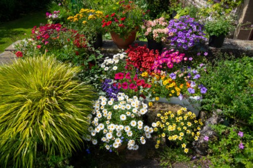 colourful display of bright summer bedding plants in containers - garden decoration stockfoto's en -beelden