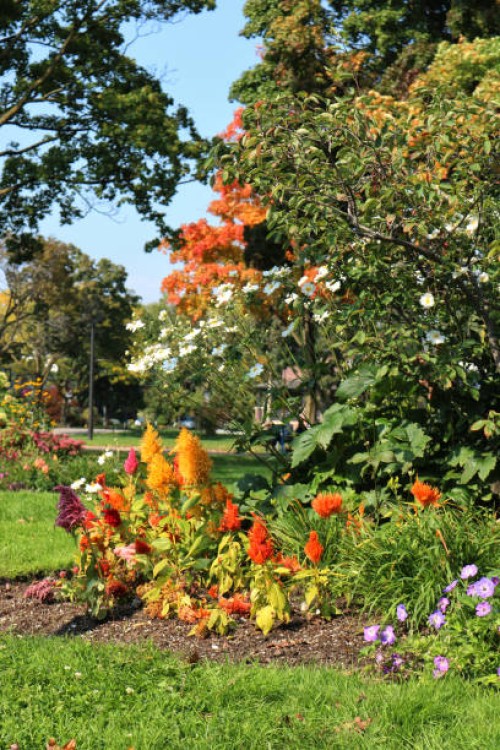 colourful nature: autumn in the park - garden decoration stockfoto's en -beelden