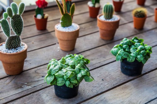 colourful plants - garden decoration stock pictures, royalty-free photos & images