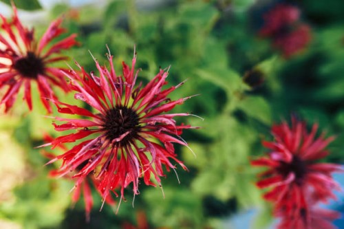 composition for the floral background of garden flowers, top view. monarda didyma. bergamot. - garden decoration stockfoto's en -beelden