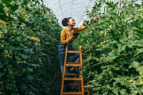 controlling the plants - food stock pictures, royalty-free photos & images