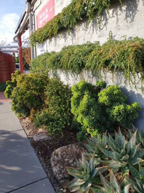 convolvulus sabatius two moons and aloe plants against brick wall - garden decoration stock pictures, royalty-free photos & images