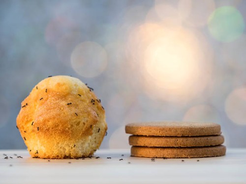 cookies and sponge-cake with ants - food stock pictures, royalty-free photos & images