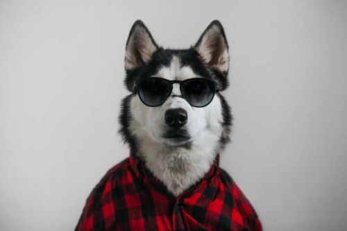 cool dog - fashion stock pictures, royalty-free photos & images