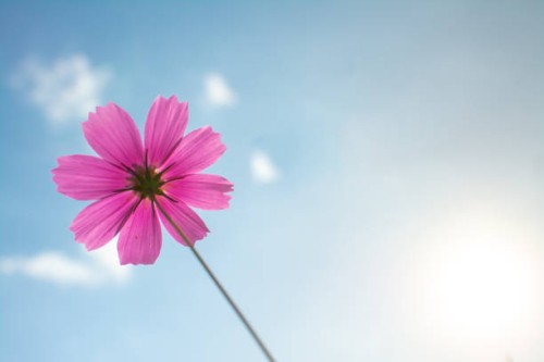 cosmos flower background - garden decoration stock pictures, royalty-free photos & images
