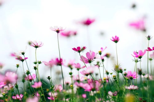 cosmos flowers in ornamental garden with sunlight - garden decoration stock pictures, royalty-free photos & images