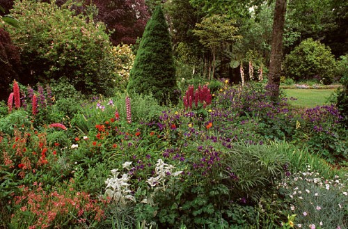 Cottage garden with columbines, lambs-ears, lupins, foxgloves and geums, Aquilegia, Stachys byzantina, Lupinus x regalis, Digitalis purpurea, Geum...