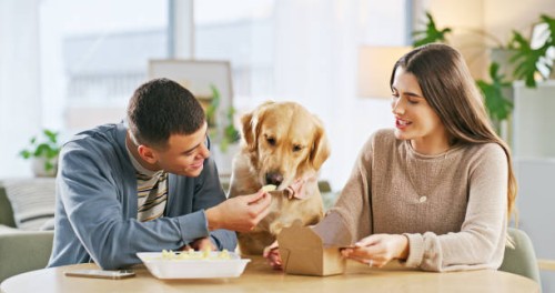 couple, fast food and feeding with dog for lunch, pet bonding and eat together in apartment. home, animal and people with adoption, takeaway and snacks for support in house with golden retriever - junk food stock pictures, ro