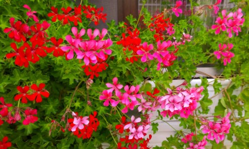cranesbill geranium flower - garden decoration stock-fotos und bilder