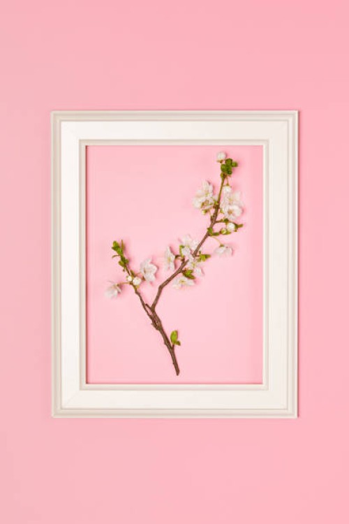 creative layout made with apricot flowering branch and white picture frame on pastel pink background. top view, flat lay, copy space. - garden decoration stock pictures, royalty-free photos & images