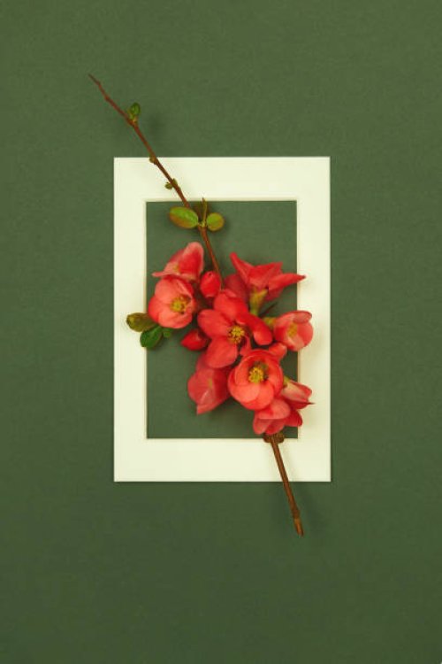 creative layout made with red quince flowering branch and white picture frame on dark green background. top view, flat lay, copy space. - garden decoration stock pictures, royalty-free photos & images