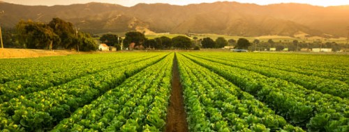 crops grow on fertile farm land panoramic before harvest - food stock pictures, royalty-free photos & images