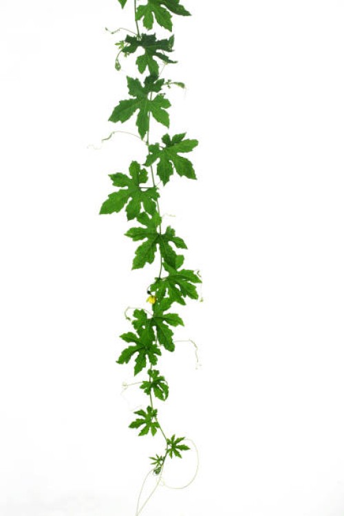 cucumber leaves isolated on white - garden decoration stock pictures, royalty-free photos & images