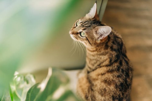 curious blue eyed cat exploring big light room with home plants. grey short-haired kitten with funny muzzle. adorable siamese cat. - garden decoration stock pictures, royalty-free photos & images
