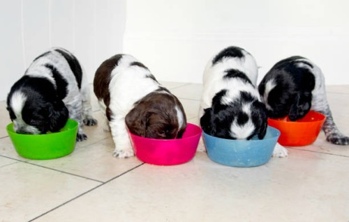 cute cocker spaniel puppies feeding from different coloured bowls - food stock pictures, royalty-free photos & images