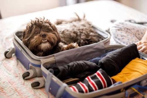 cute dog inside of open suitcase - travel stock pictures, royalty-free photos & images