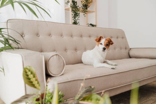 cute dog sitting on sofa at home - home decoration stock pictures, royalty-free photos & images