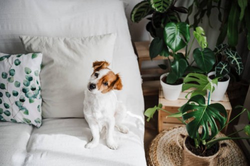 cute jack russell terrier on sofa in living room at home - home decoration stock pictures, royalty-free photos & images