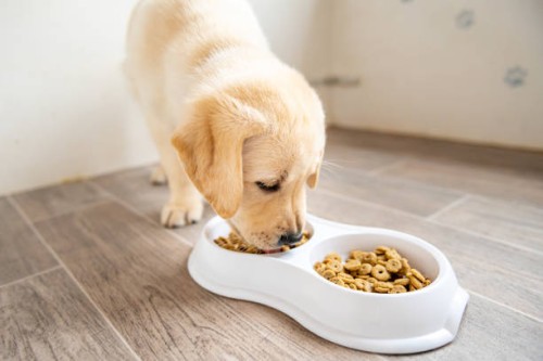 cute labrador baby dog eating from his bowl. - food stock pictures, royalty-free photos & images
