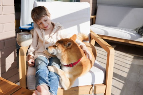cute preschooler boy hugging with domestic dog in armchair on balcony at sunny day - garden decoration photos et images de collection
