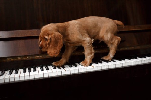 cute puppy of a golden cocker spaniel on the piano keys. - concert stock pictures, royalty-free photos & images