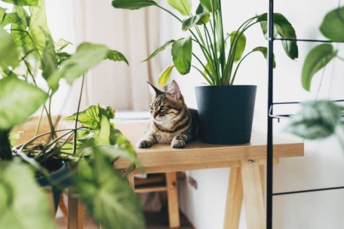 cute white cat sitting on table near indoors houseplants. cozy home background with domestic fluffy pet. modern home garden interior. - garden decoration stock pictures, royalty-free photos & images