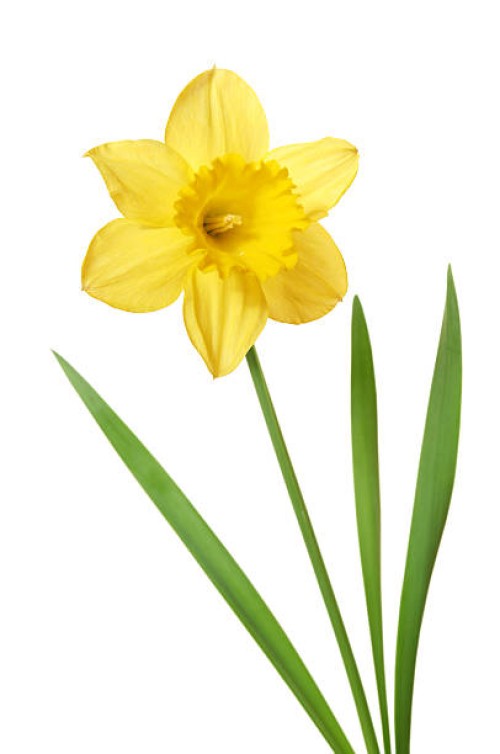 daffodil isolated on white - garden decoration stock pictures, royalty-free photos & images