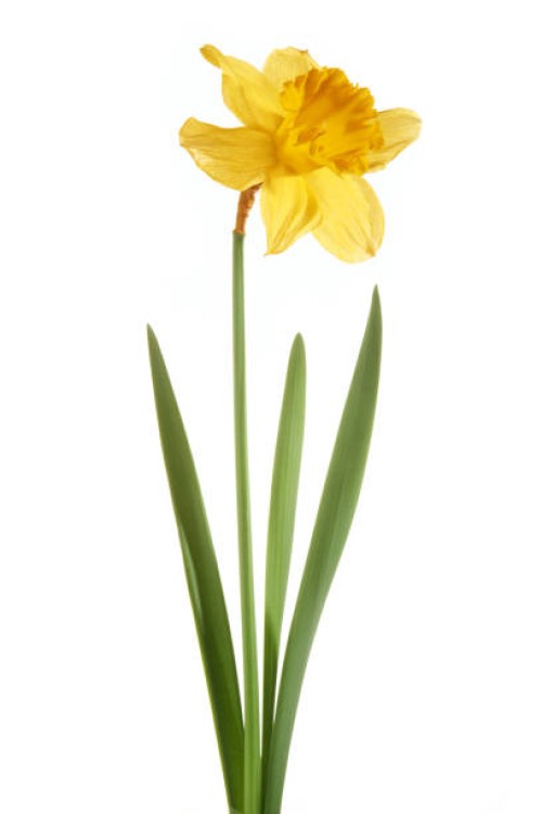 daffodil isolated on white background - garden decoration stock pictures, royalty-free photos & images