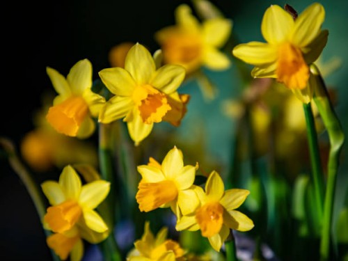 daffodils - garden decoration stock pictures, royalty-free photos & images