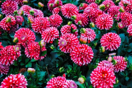 dahlia - garden decoration stock pictures, royalty-free photos & images