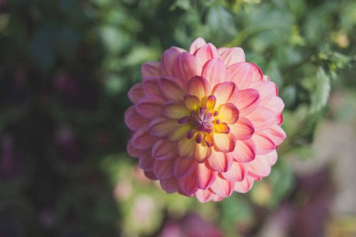 dahlia at longwood garden - garden decoration stock pictures, royalty-free photos & images