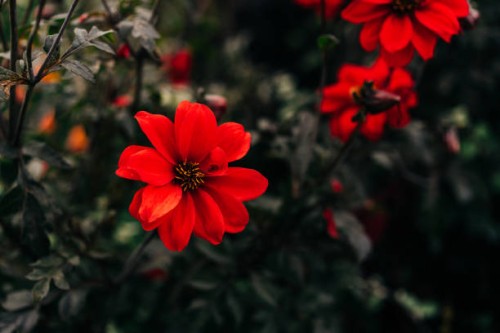dahlia cultivar bishop of llandaff (dahlia bishop of llandaff) flowers - garden decoration stock pictures, royalty-free photos & images