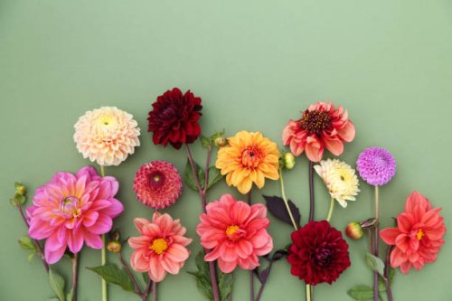 dahlias - garden decoration stock pictures, royalty-free photos & images