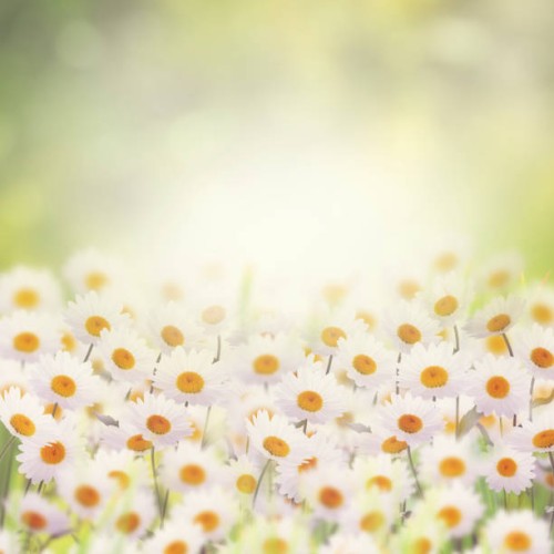 daisies in the flower garden - garden decoration stock-fotos und bilder