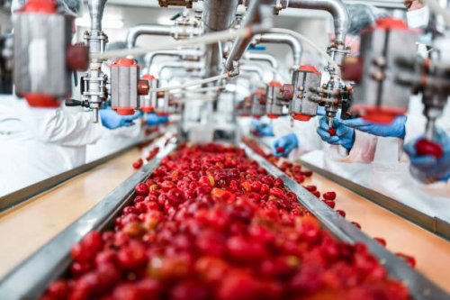 de-seeding of cherries in chia pudding factory by workers - food stock pictures, royalty-free photos & images