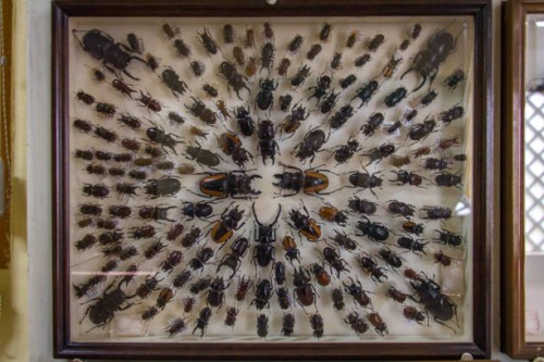 dead beetle collection on display in the kandawgyi national garden in pyin oo lwin, myanmar. - garden decoration stock pictures, royalty-free photos & images