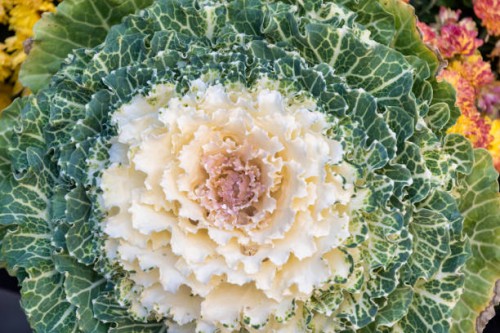 decorative cabbage in garden - garden decoration stock pictures, royalty-free photos & images